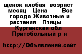 щенок алобая .возраст 1 месяц › Цена ­ 7 - Все города Животные и растения » Птицы   . Курганская обл.,Притобольный р-н